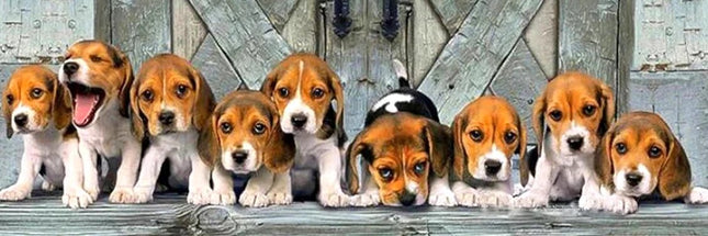 9 kleine Beagle - 5D DIY Diamond Painting - Kreativsein.shop