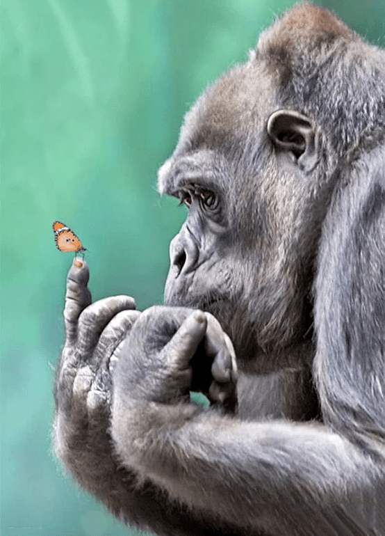 Gorilla bestaunt Schmetterling auf seinem Finger - 5D DIY Diamond Painting - Kreativsein.shop