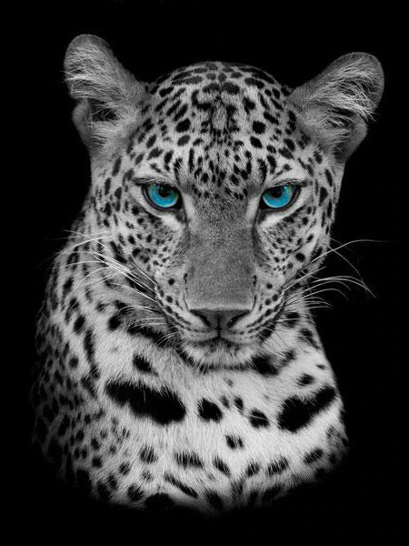 Leopard mit blauen Augen schwarz weiss - 5D DIY Diamond Painting - Kreativsein.shop