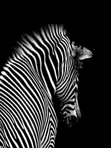 Zebra schwarz weiss - 5D DIY Diamond Painting - Kreativsein.shop